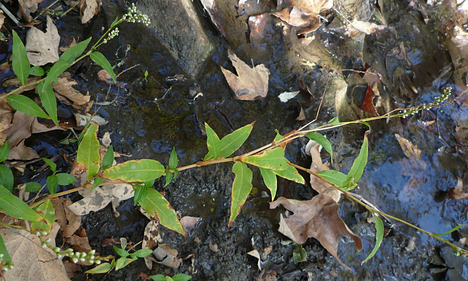 High Resolution Persicaria lapathifolia Plant